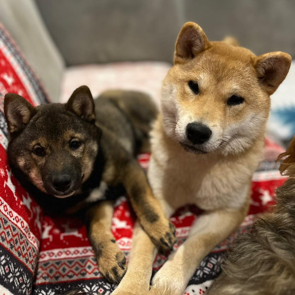 Shiba, Tamiko, Chiharu