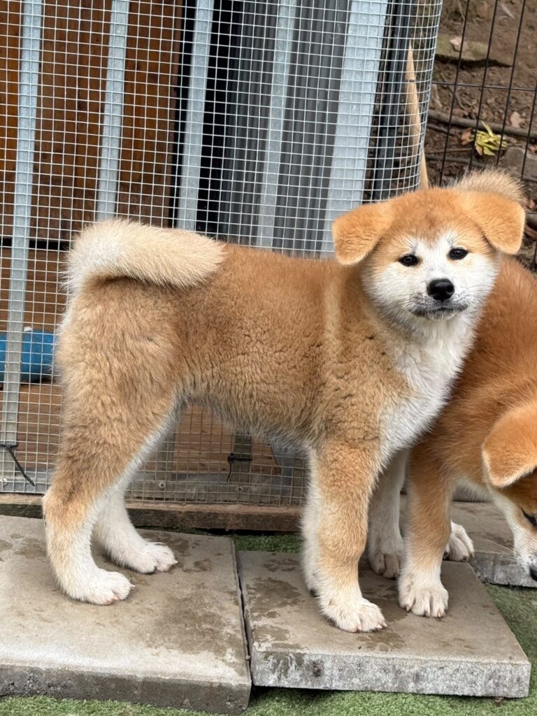 Štěně Akita Inu – Pes Akira (Vrh A)