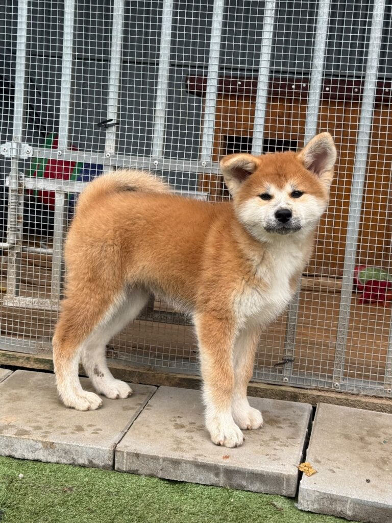 Štěně Akita Inu – Fena Awa (Vrh A)