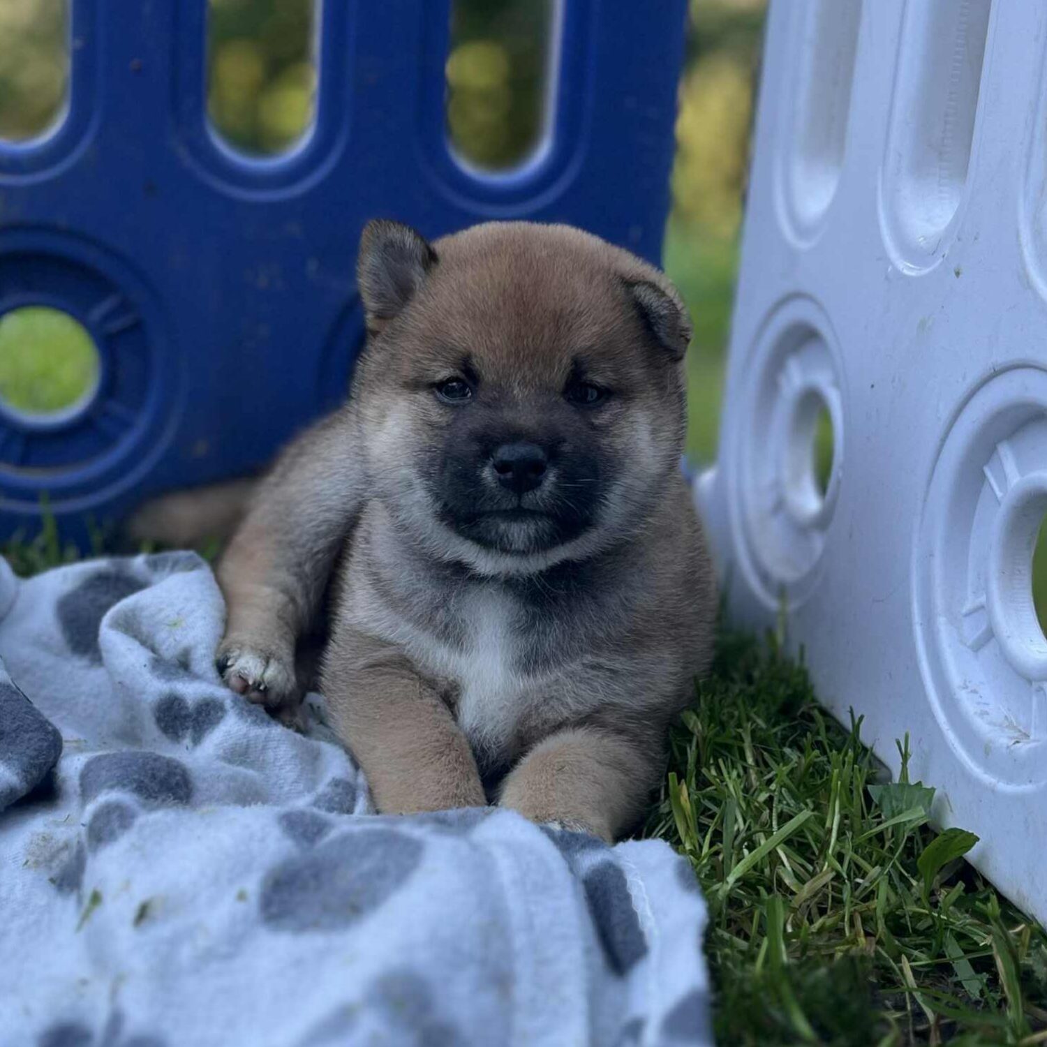 f2a459fa-2647-4de4-8486-37861f84f3dc